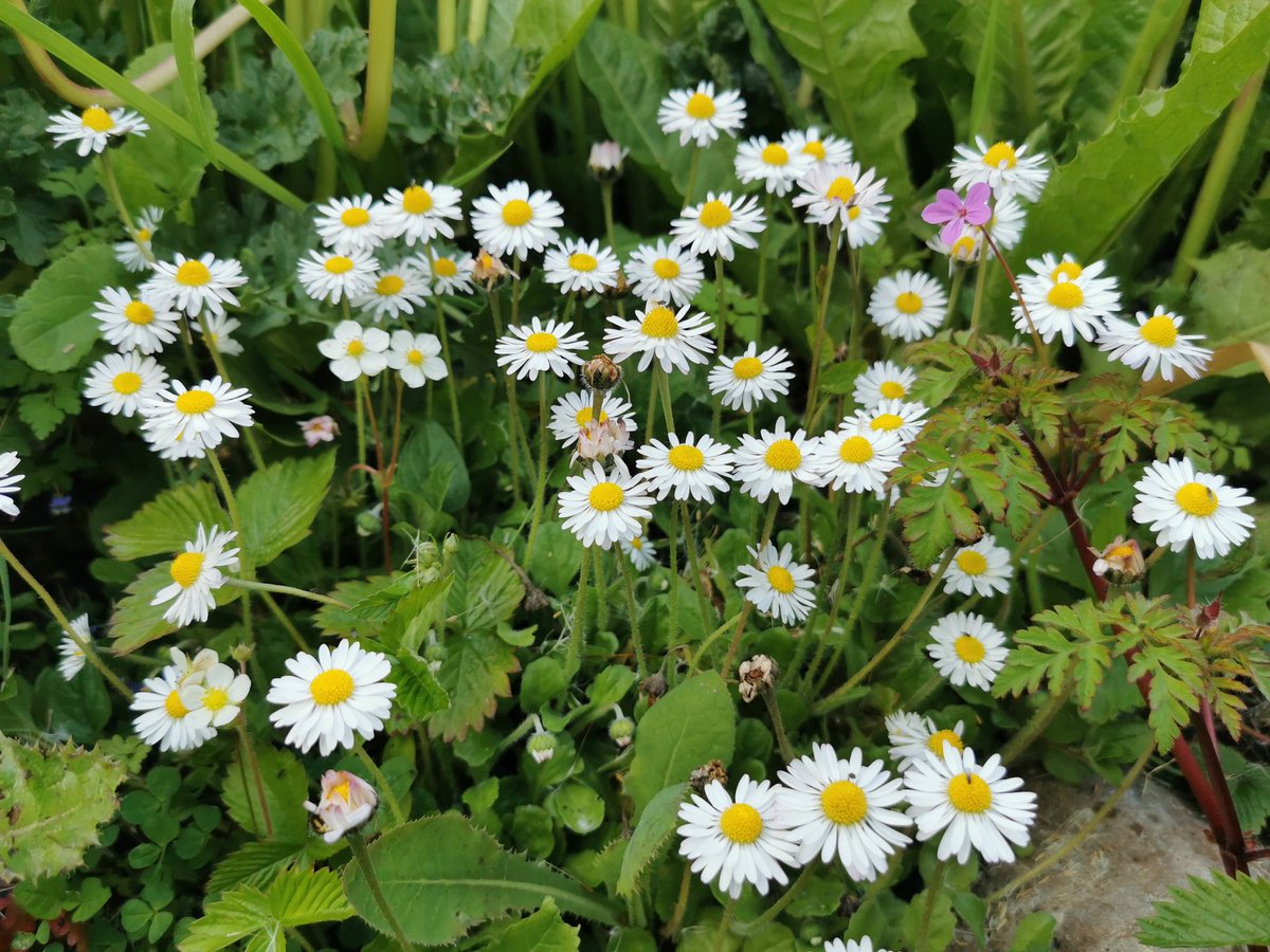 Stop mowing daisies and start eating them! Daisies are high in vit C & closely related to artichokes. The leaves are tasty in salads. Bees love daisies. Daisies were once known as the gardeners friend because daisy ointment cures backache. Love daisies 🌼❤️