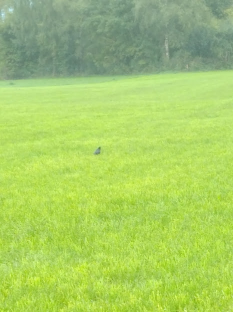 What a great thread to show my picture of a bird landing on a Swiss farm field on a rainy day...and keeping its head up. No insects nor worms. Why waste energy? Changing bird behaviour through chemicals.