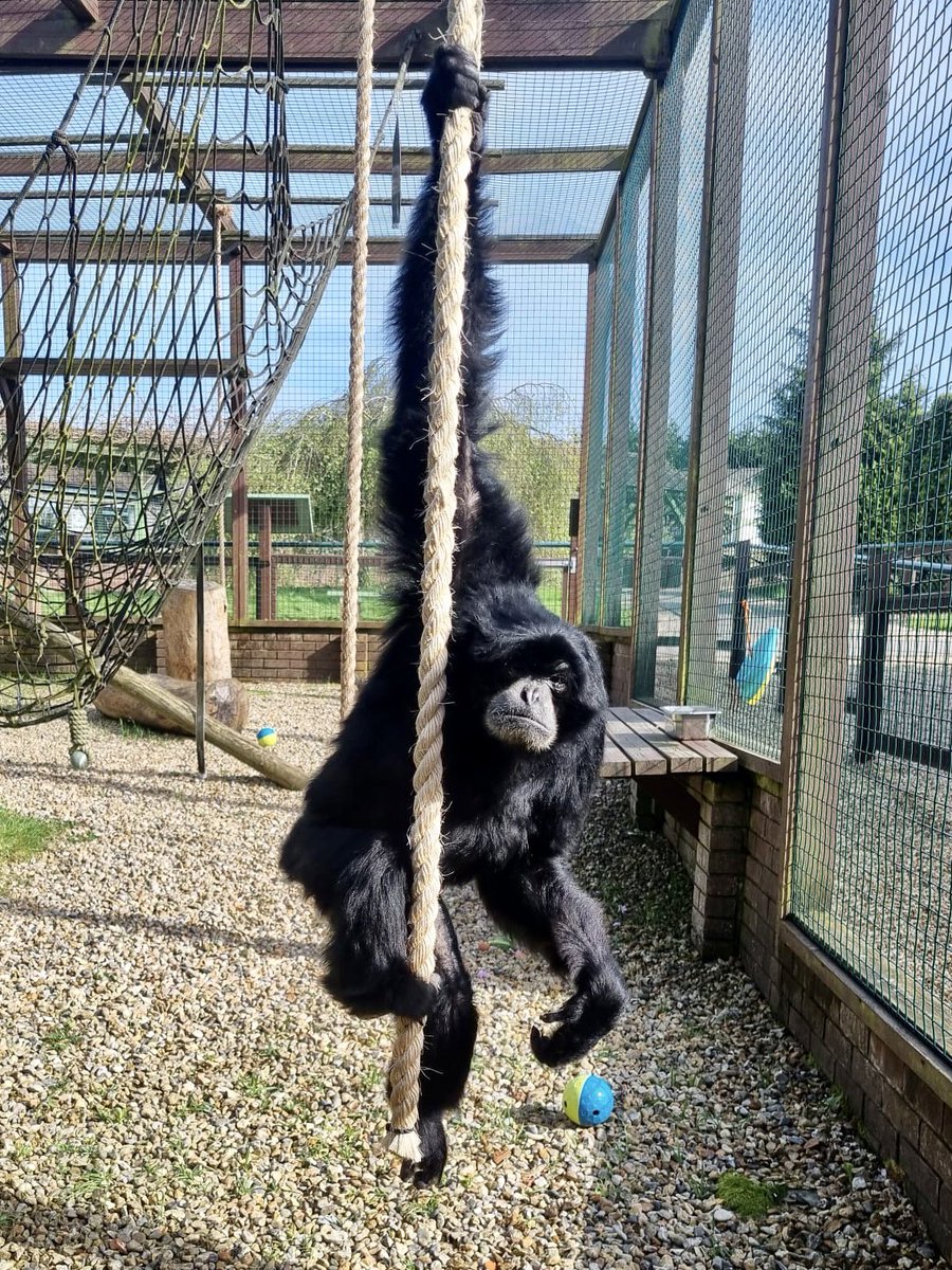 Xhabu, swinging into the #BankHolidayWeekend!❤️

Our little hero has come on in leaps & bounds since his stroke in July last year. 10 months later & his rehabilitation is still going strong - it’s amazing to see him using ropes & enjoying all the apparatus in his home again!🫶🏻