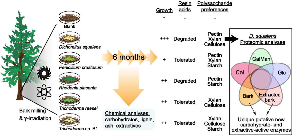 @Ristinmaa and @JohanLarsbrink show how fungi from different phyla degrade bark using diverse strategies: sciencedirect.com/science/articl…