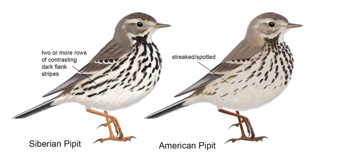 In BB this month: Field identification of ‘American Pipit’ and ‘Siberian Pipit’ in autumn and winter plumage by Andrew Birch, Cin-Ty Lee and Brian J. Small ➡️bit.ly/4dgjUR8 🎨Andrew Birch. Underpart and flank streaking.