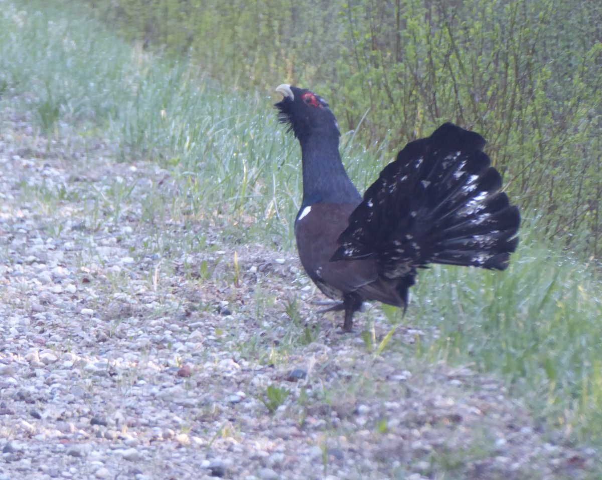 Met up with this magnificent capercaillie early this morning whilst I was heading through the forest roads.