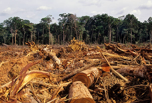 Chặt phá rừng không chỉ làm mất mát rất nhiều loài động vật và thực vật, mà còn làm thay đổi môi trường sống của chúng một cách nghiêm trọng. Rừng là một hệ sinh thái phức tạp, cung cấp nơi trú ngụ cho hàng ngàn loài, cung cấp thức ăn và nguồn nước cho…