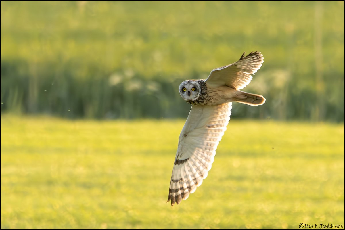 Fly by velduil. #vogelskijken