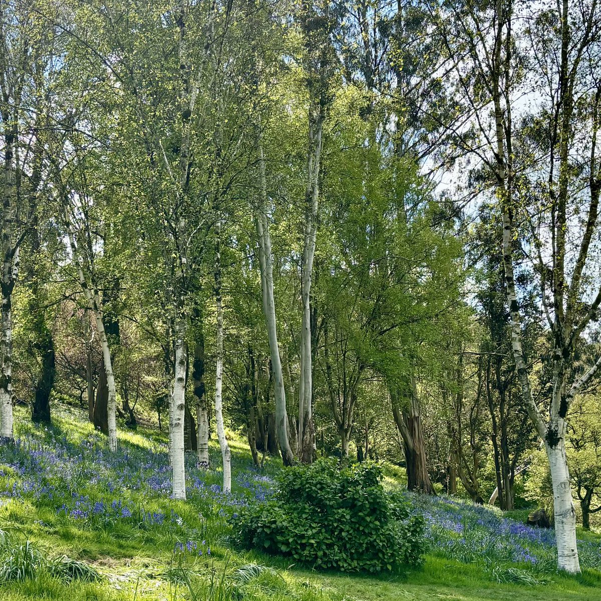 Silver birches and bluebells at ⁦@MarwoodGardens⁩ (and then ginger scones and honey channelling my inner Paddington Bear in Spring.) Such a blissful spot, North Devon,