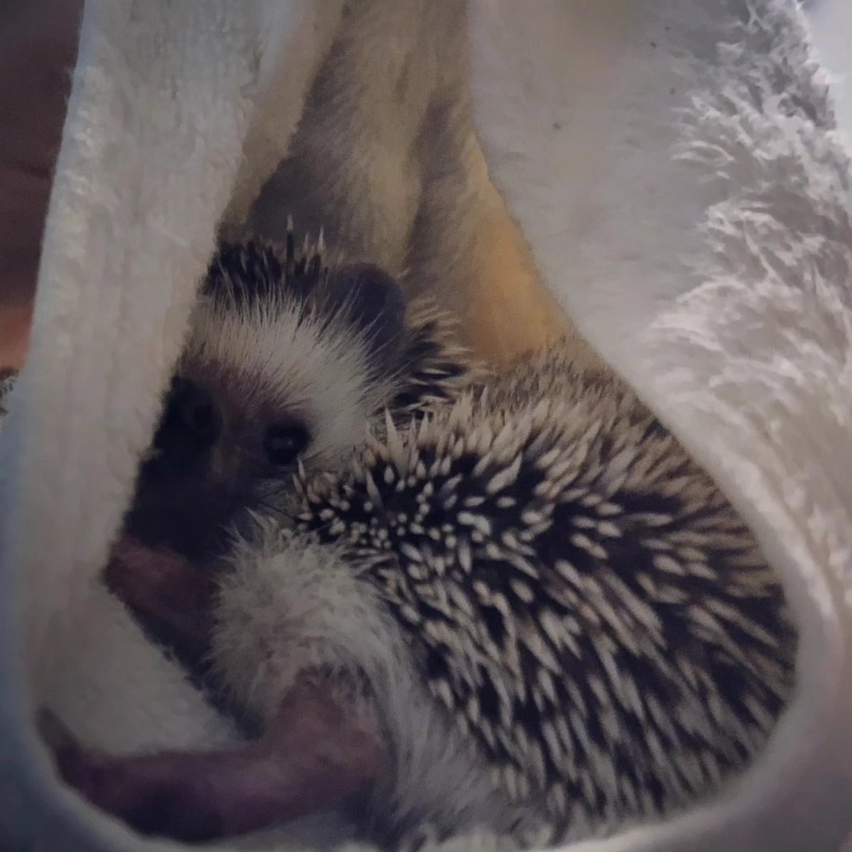 🦔何ぃ？
#ハリネズミ #hedgehog #Igel #hérisson #riccio #igelkott #刺猬 #cute #kawaii #はりねずみ #고슴도치 #美脚