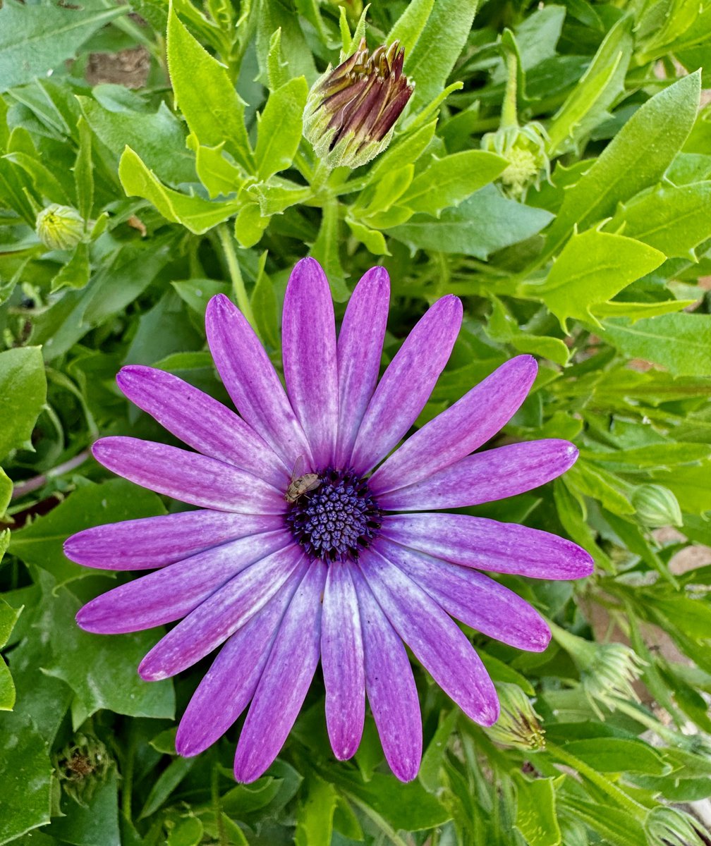 Happy #FridayFlowers from Spain 🌸🇪🇸🌺

#SashaInSpain #FlowerYourLife #Spain #flowers