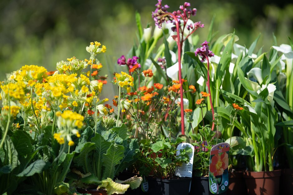 🌿 Looking for plants that aren't your 'average garden variety’? Come see local specialist nurseries and browse a huge variety of rare or unusual plants at our Spring Heritage Plant Fair here on 12 May Read more: rhs.org.uk/gardens/rosemo… #SpringDaysOut #NorthDevon #PlantHunters