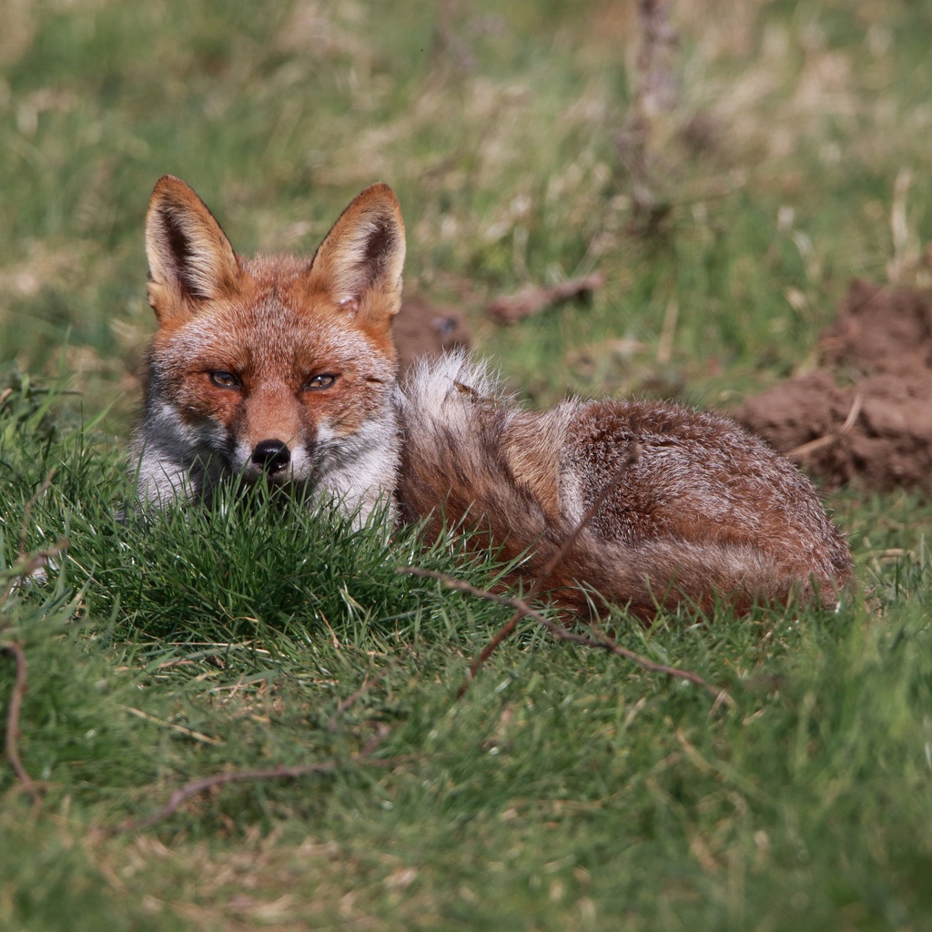 Good morning , your #FoxOfTheDay from @simo_passey