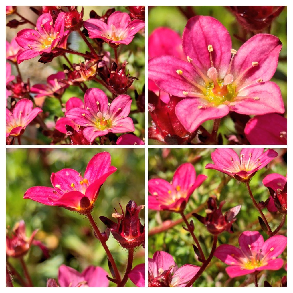 More pics of my saxifraga. #flowersonFriday