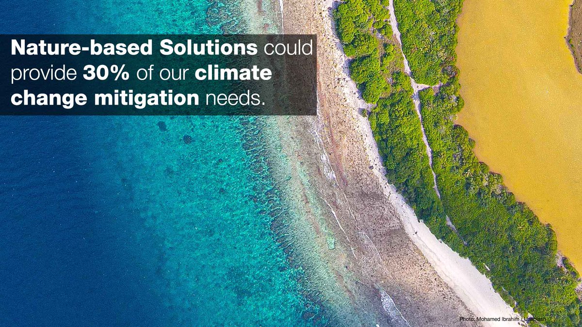 🍃 #NaturebasedSolutions can address societal challenges but misusing them can harm biodiversity and communities. The IUCN Global Standard for Nature-based Solutions™ is the first-ever set of benchmarks to ensure strong, effective projects. bit.ly/3BhTHRp