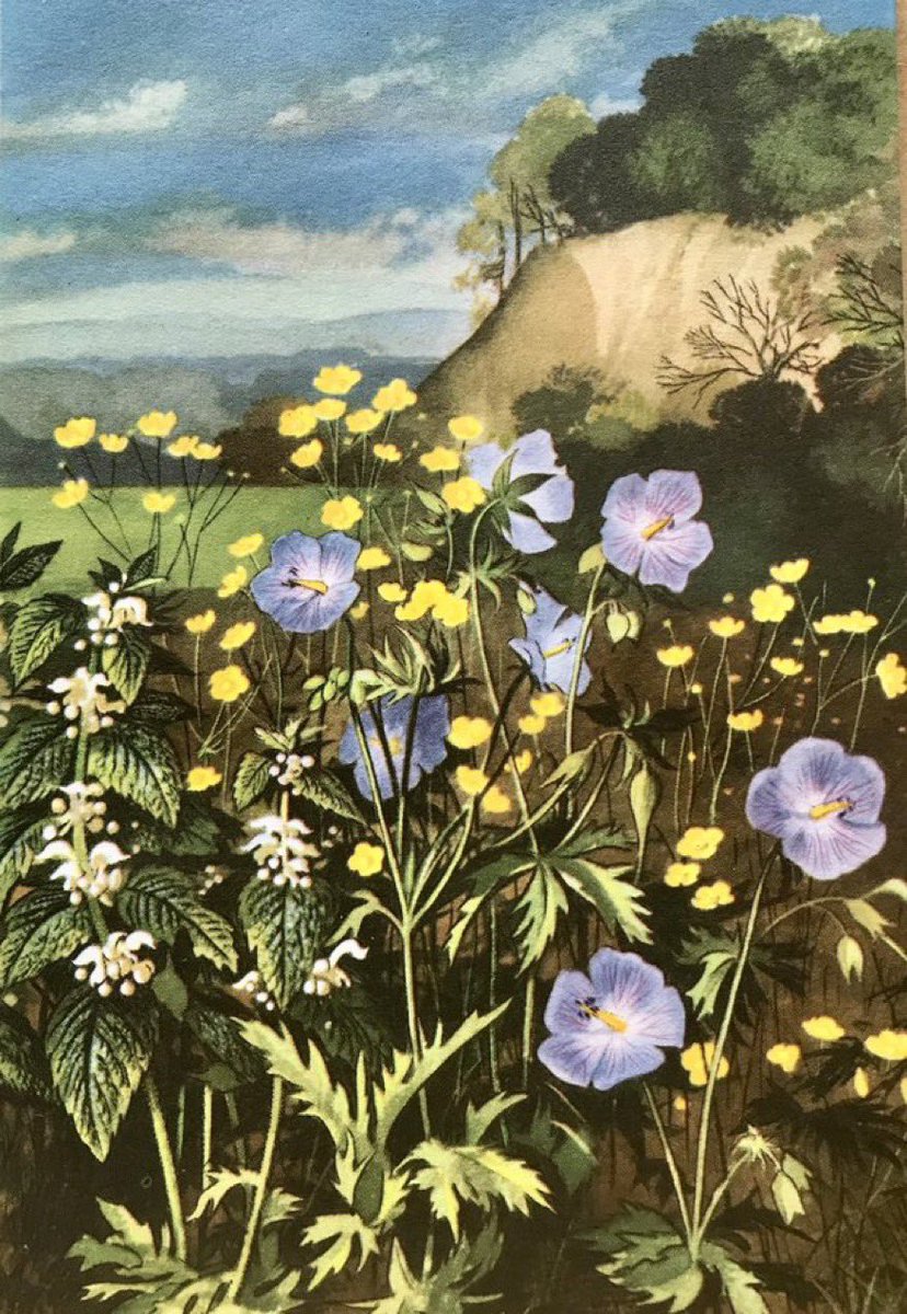 Buttercup, Meadow Cranesbill, White Dead Nettle ‘Wild Flowers’ (1957) Artists: EdithHilder Rowland Hilder