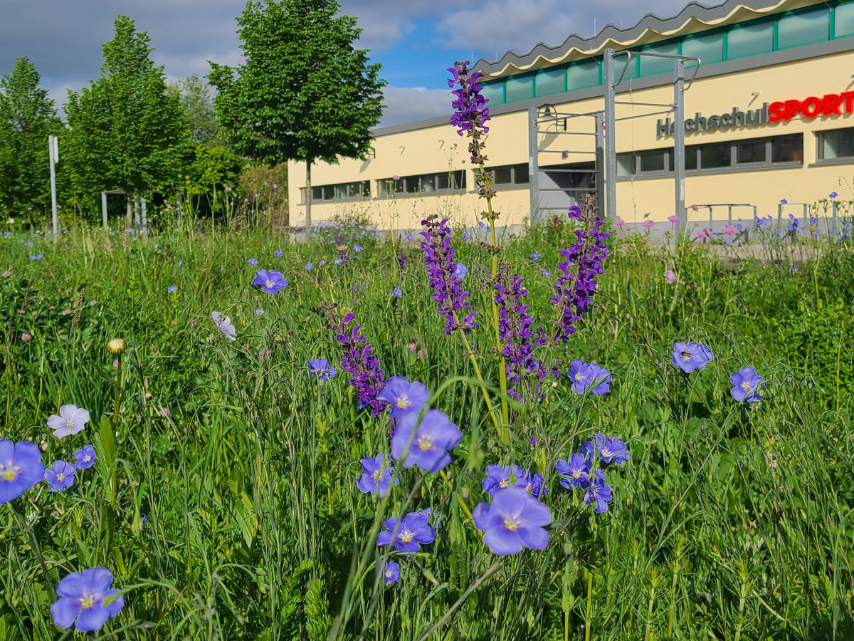 Sandra Dullau (@sdullau) on Twitter photo Die Campus #Wildblumenwiese vor der Sporthalle ist gerade ein Meer aus Blau.
#CampusBernburg <a href="/HSAnhalt/">Hochschule Anhalt</a> <a href="/netzwerk__HIB/">Netzwerk Hochschulinitiativen für Biodiversität</a> Die Campus #Wildblumenwiese vor der Sporthalle ist gerade ein Meer aus Blau.
#CampusBernburg <a href="/HSAnhalt/">Hochschule Anhalt</a> <a href="/netzwerk__HIB/">Netzwerk Hochschulinitiativen für Biodiversität</a>