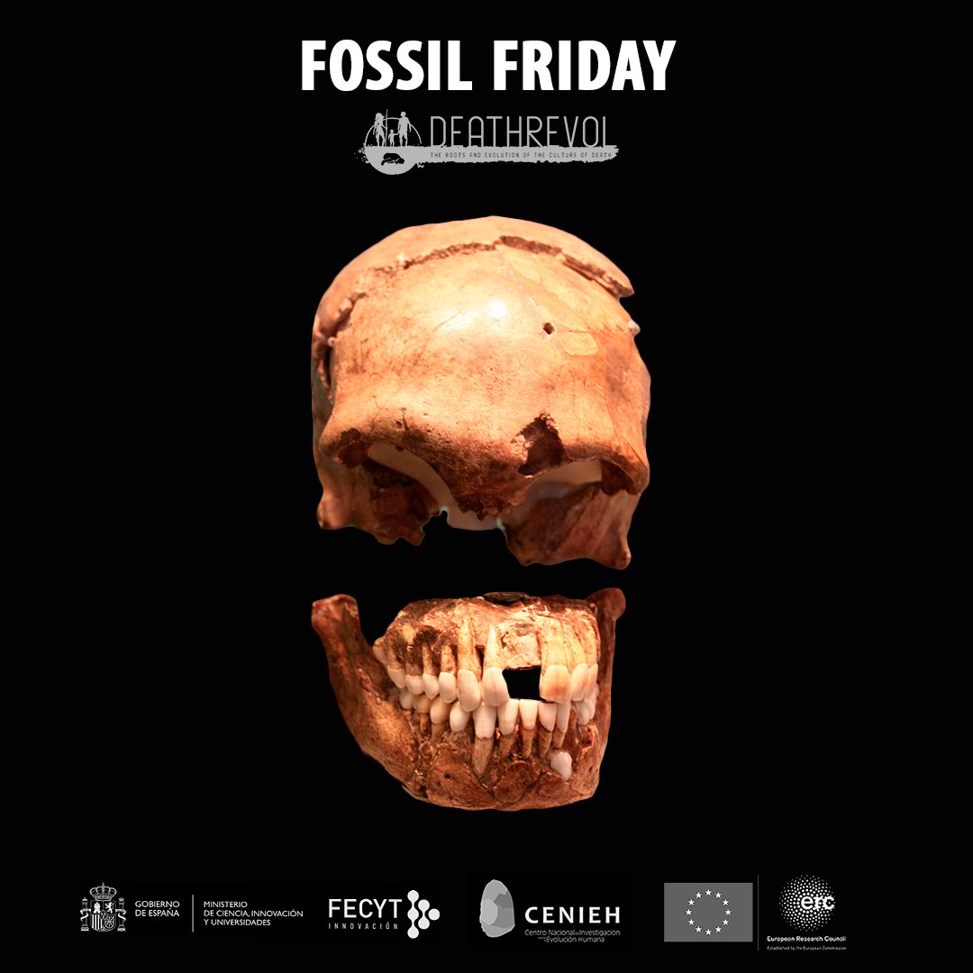 Le Moustier- Skull. 𝘏𝘰𝘮𝘰 𝘯𝘦𝘢𝘯𝘥𝘦𝘳𝘵𝘩𝘢𝘭𝘦𝘯𝘴𝘪𝘴. 40-45 Ka. France #FossilFriday Do you know the  𝐢𝐧𝐭𝐞𝐫𝐚𝐜𝐭𝐢𝐯𝐞 𝐦a𝐩 of our website? Check it out and learn more about this and many other sites! deathrevol.com/en/sites/ @ERC_Research @FECYT_Ciencia @CENIEH