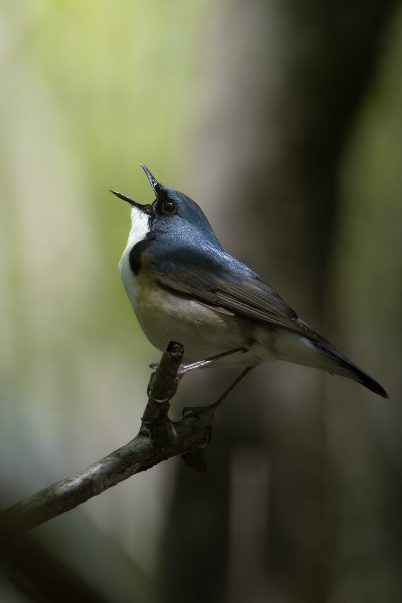 昨日がダメでも今日がある！
最高のコルリと会えました！😆

Nikon Z 9 + Z 600mm f/6.3 VR S + TC-1.4x

#コルリ #幸せの青い鳥 
#z9 #z663 #私とニコンで見た世界