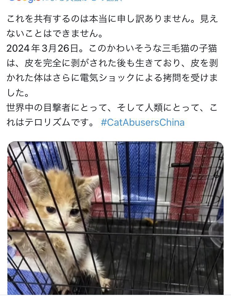 三毛猫ちゃんの四十九日法要をしてくださいます。

日時〔2024 5/12 16:00から〕
私もこの時間に黙祷を捧げます。

#中国猫虐待グループ