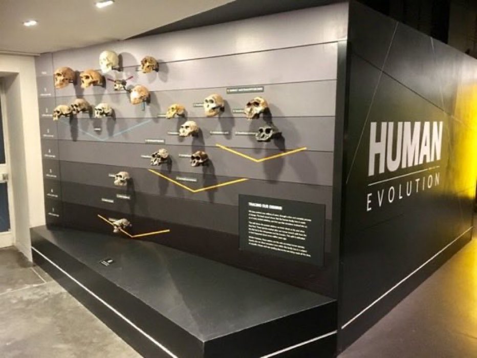 #FossilFriday @NHM_London @NHM_Anthro Our Human Evolution exhibition has a million visitors a year, with originals such as the Clacton spear, Cheddar Man, and the Kabwe and Gibraltar Neanderthal fossils..