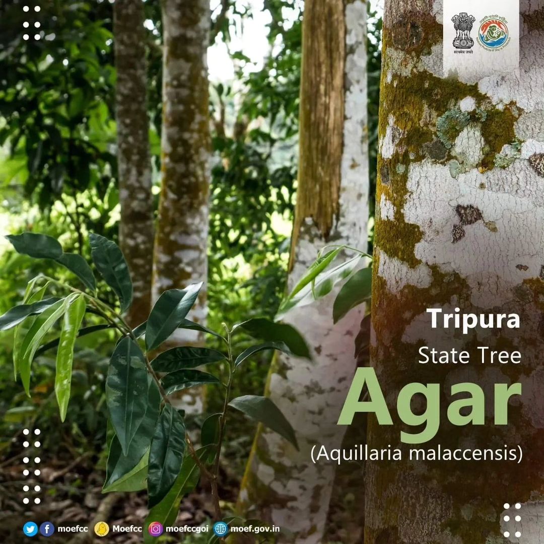 #ChooseLiFE #MissionLiFE @moefcc Tripura State Tree - Agar (Aquillaria malaccensis) @NWRailways