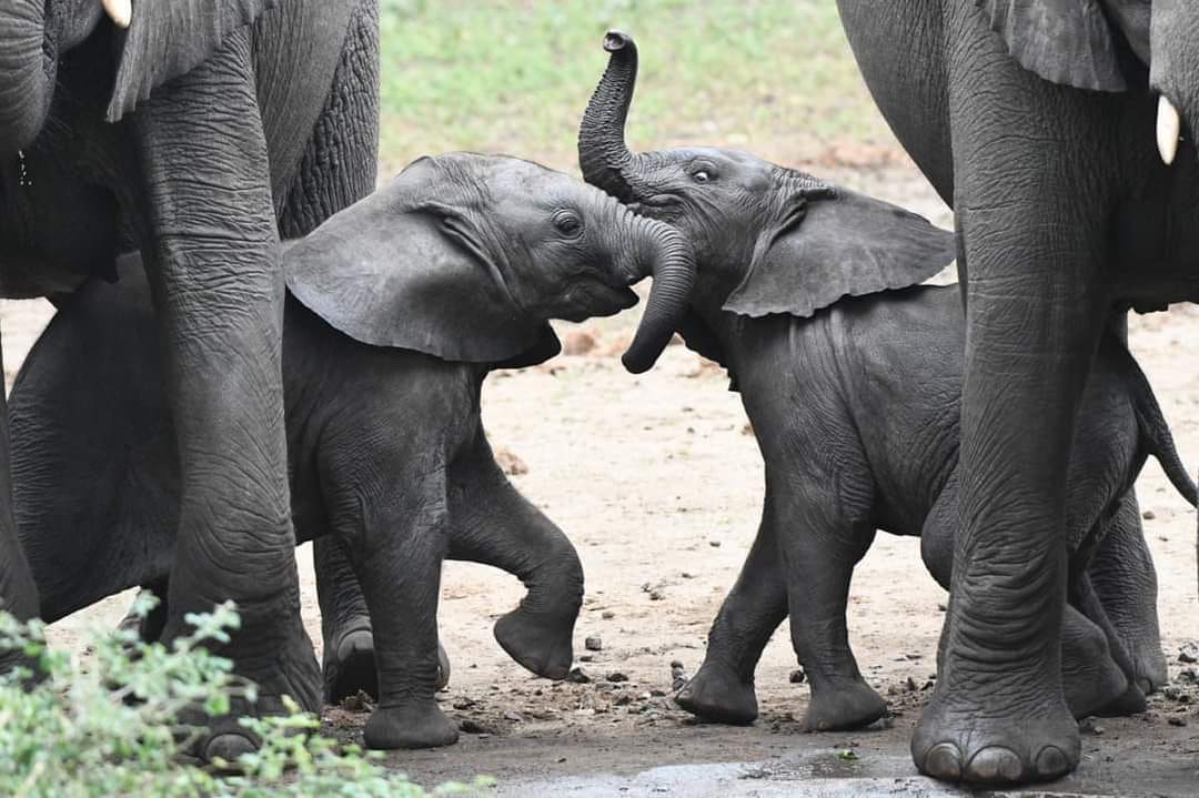 Mr. Green (@malatamathews) on Twitter photo Rare birth of twin elephants at <a href="/majetewildlife/">majetewildlife</a> in Malawi ๐ฒ๐ผ
So cute!
Majete was completely run down almost to the core, but the Public Private Partnership arrangement between <a href="/MalawiGovt/">Malawi Government๐ฒ๐ผ</a> and <a href="/AfricanParks/">African Parks</a> has restored Majete's glory. Now it boasts of the big 7!
#MrGreen Rare birth of twin elephants at <a href="/majetewildlife/">majetewildlife</a> in Malawi ๐ฒ๐ผ
So cute!
Majete was completely run down almost to the core, but the Public Private Partnership arrangement between <a href="/MalawiGovt/">Malawi Government๐ฒ๐ผ</a> and <a href="/AfricanParks/">African Parks</a> has restored Majete's glory. Now it boasts of the big 7!
#MrGreen