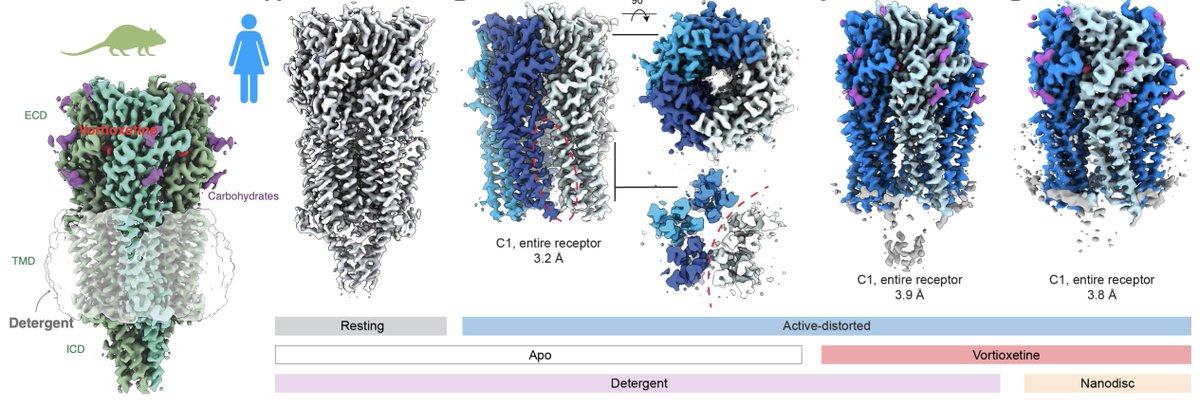 Happy to share our paper in @NatureSMB, led by @uriellopezs and Lachlan Munro. We are studying how the antidepressant vortioxetine acts on serotonin 5-HT3 receptors in rodents and humans. rdcu.be/dGv49