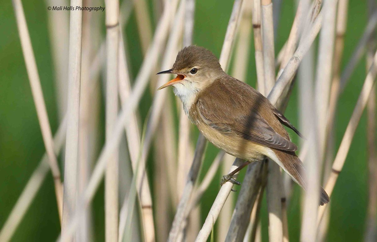 Reed Warbler.

We have one of my granddaughters visiting  from the States this weekend, not seen her for 6 years, so a tad excited.

#BirdTwitter #Nature #Photography #wildlife #birds #TwitterNatureCommunity #birding #NaturePhotography #birdphotography #WildlifePhotography #Nikon