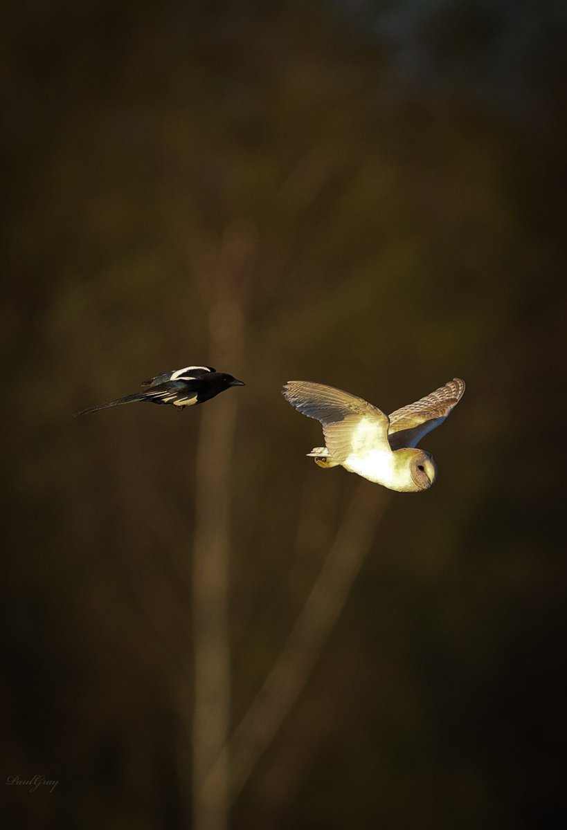 #barnowl #magpie #Preston #LANCASHIRE