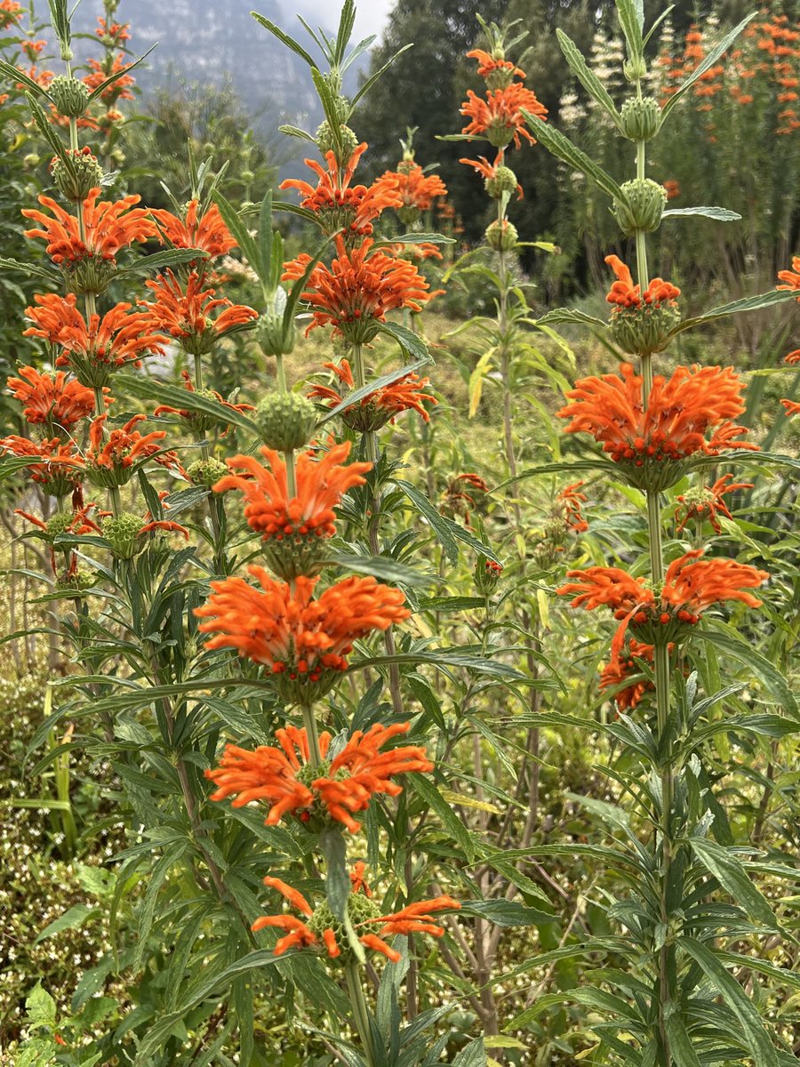 It’s lion’s tail(Leonotis leonurus) season down my way, so it had to be my choice for #FlowersOnFriday 😊 The flowers contain sweet nectar that attract many nectivorous birds. Native to SAfrica. May your day be flower-filled 🌼🌺🐝#flowers #wildflowers #nature