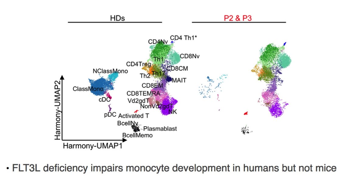 Mildner Lab (@mildnerlab) on Twitter photo Another great example that mouse hematopoiesis does not necessarily reflect the situation in humans: FLT3L regulates #monocyte (&DC and B cell) development in humans. Congrats <a href="/BeziatV/">Vivien Béziat</a> & Co: dlvr.it/T6LHDc Another great example that mouse hematopoiesis does not necessarily reflect the situation in humans: FLT3L regulates #monocyte (&DC and B cell) development in humans. Congrats <a href="/BeziatV/">Vivien Béziat</a> & Co: dlvr.it/T6LHDc