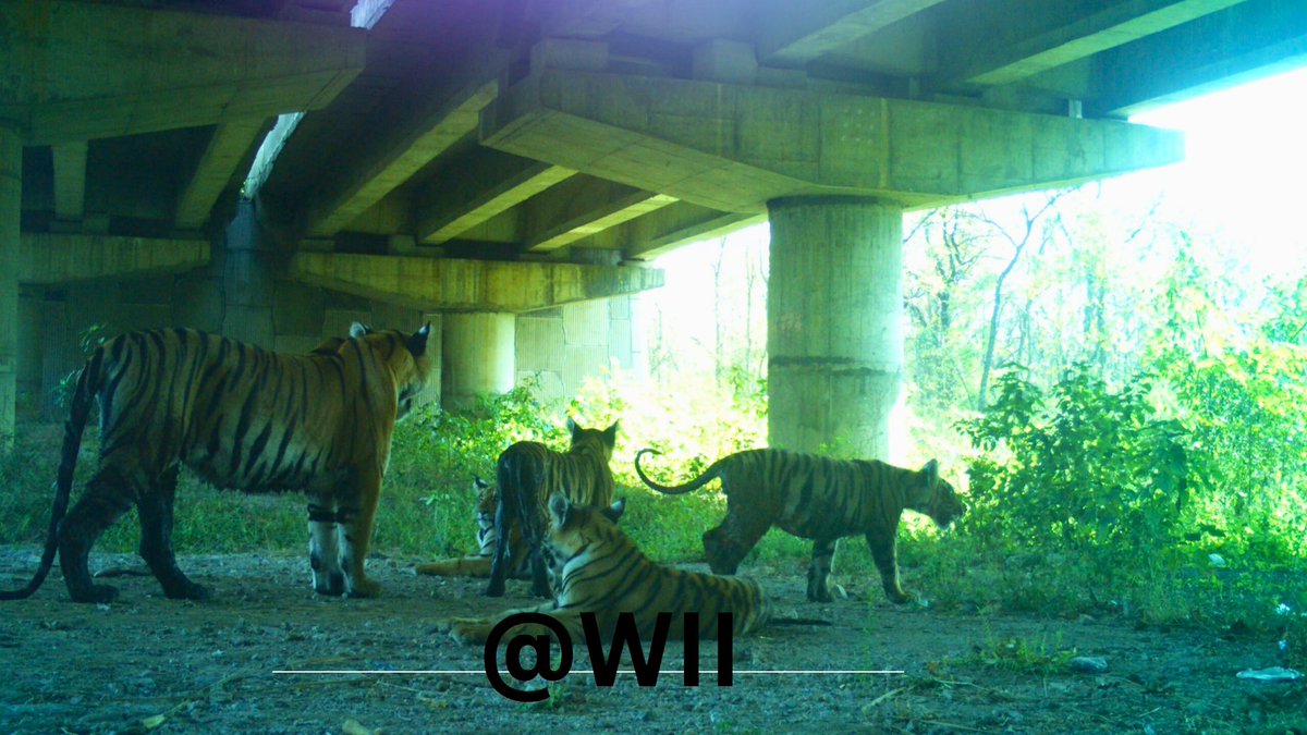 The utilization of underpasses by a tigress with her four cubs underscores the scientific rationale behind these structures. These passages accommodate all species, age groups, and genders without discrimination. These expansive structures exemplify the dedication of the…