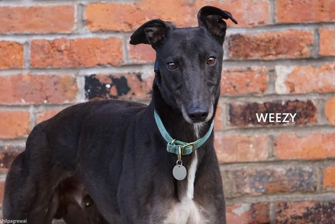 🌟DOG OF THE MONTH FOR MAY - WEEZY🌟 Five year old WEEZY joined us on the 6th April 2024. This handsome lad has settled in well and he has shown himself to be a gentle dog, with a quiet temperament😍 Details on makants.uk @makants