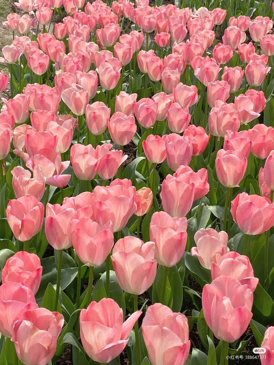 🌷a pink tulips field