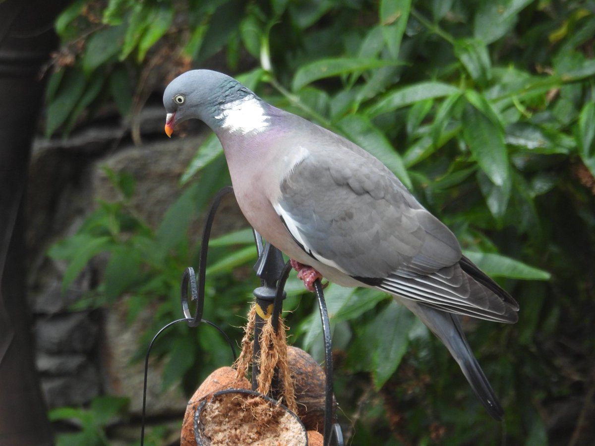 Cushie-doo, 12 June '23. #WoodPigeon #WildlifeFromMyWindow