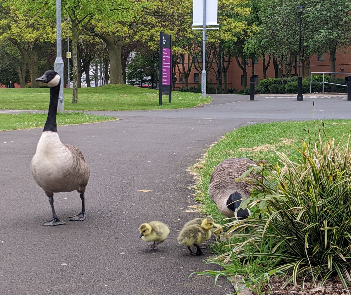 🗓️Save the date! 😎Our summer Undergraduate Open Day is only two months away on 5 July! We'd love to show you around our world-class university. 🪿You might even bump into some of our newest (and fluffiest!) residents during your visit ➡️Book your place tinyurl.com/yc43x95d
