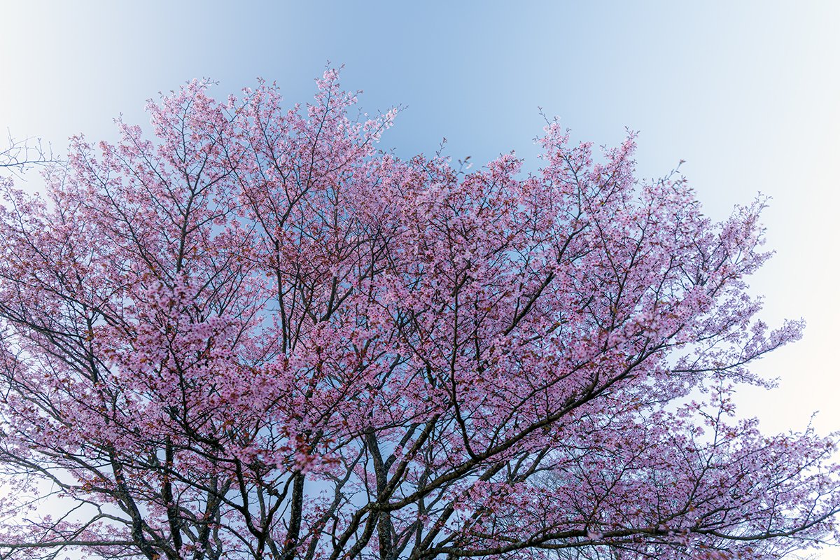 桜が咲く榛名湖畔
今朝はマイナス2℃でした…寒い！
2024.05.03 04:52:40
榛名湖畔（高崎市）
#群馬愛 #SonyAlpha #α7IV #SEL24105G #これソニーで撮りました #GWはフォロワーさんが増えるらしい