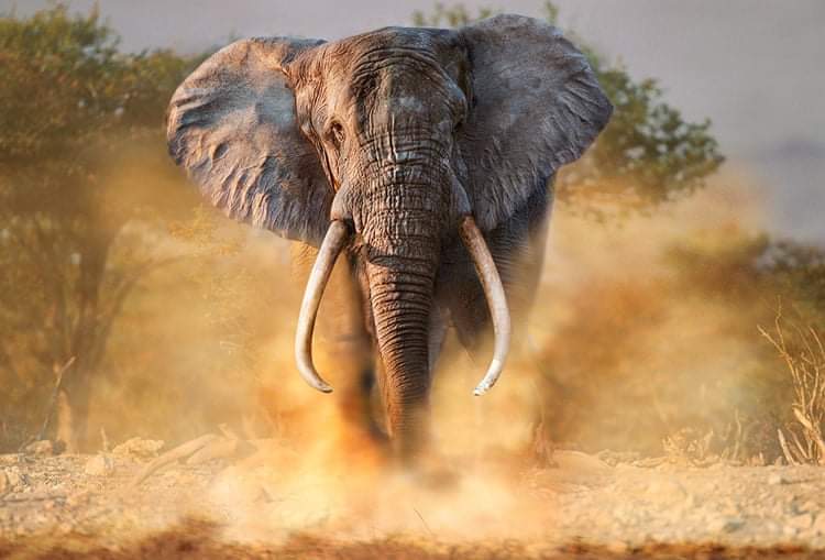 ♥️Every day is my 
🐘 #WorldElephantDay 
🐘 #2024YearOfTheElephant
🌍 #LetAfricaLive 🐘
#NotYourTrophy 
📸 unknown photographer
