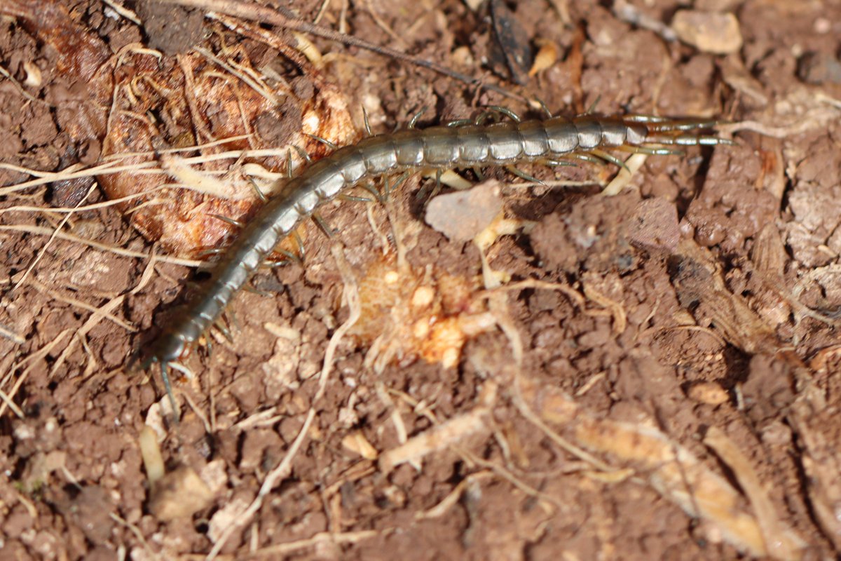 I am hoping this is Scolopendra oraniensis H. Lucas, 1846 and if so my second Scolopendra seen here at #FincaLaDonaria. 

Fast little beastie but my one was small (cute and perfectly formed!!)

#nature #Spain #invertebrates