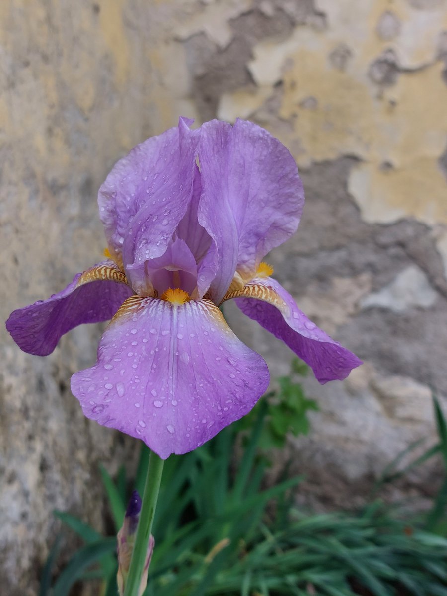 Iris is a symbolic flower of our countryside, with its delicate purple colour. There is a place in #Chianti where it is celebrated right now, it's San Polo in the area of Greve in Chianti --> feelflorence.it/it/node/28018 @visitchianti
