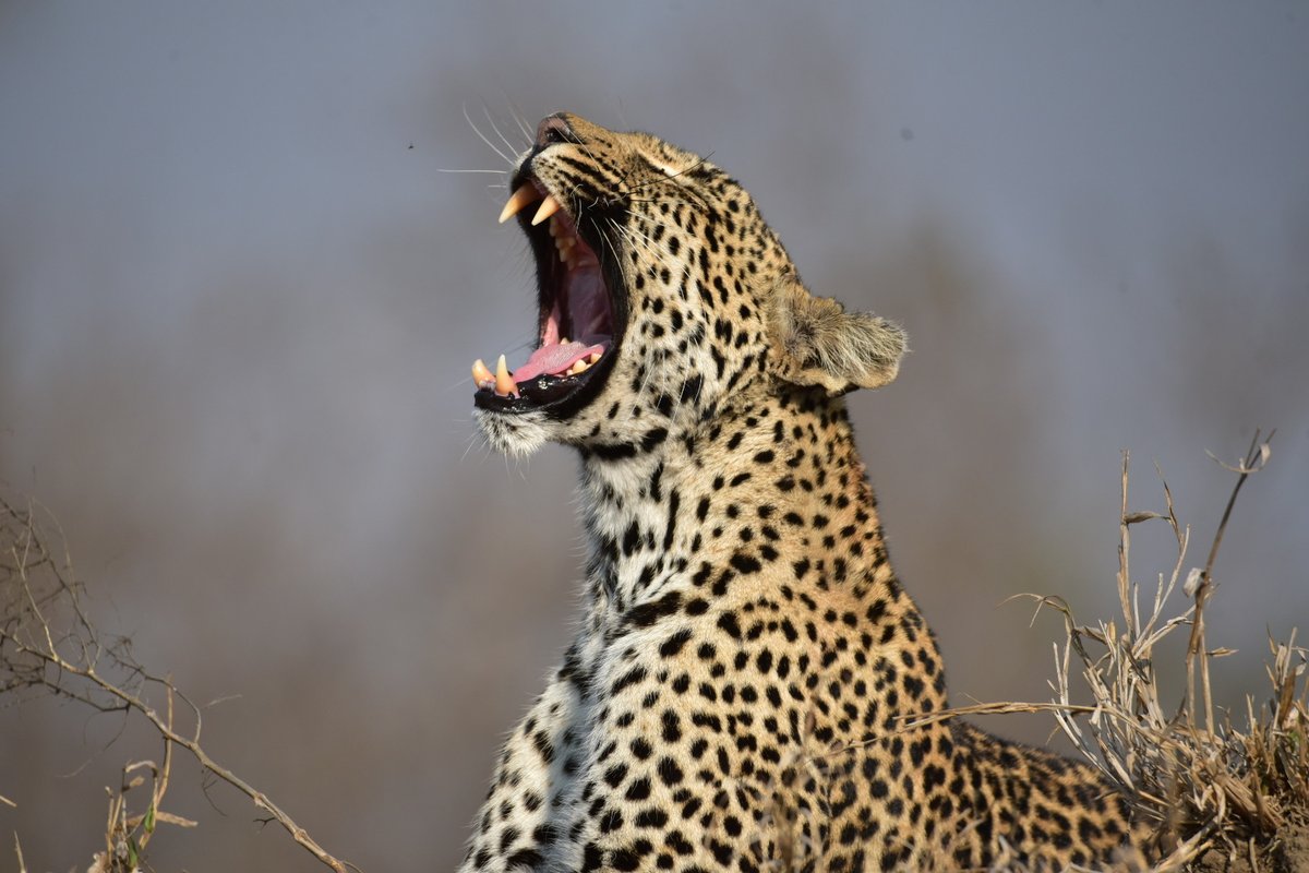 It's #InternationalLeopardDay and despite the resilience and adaptability of these iconic big cats they are facing issues of population decline and habitat fragmentation.
Here's to all those working to protect and conserve these mysterious, powerful, graceful animals 🙏