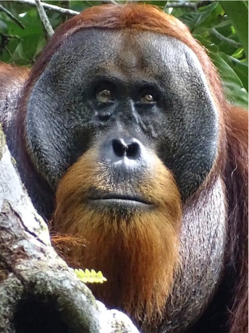 🦧INTERESTING!🧐 Scientists spotted a wild Sumatran #orangutan in #Indonesia's Gunung Leuser National Park using natural medicine! Named Rakus, he chewed a plant known for its pain-relieving properties and applied the juices to a cheek injury, then used the pulp as a makeshift…