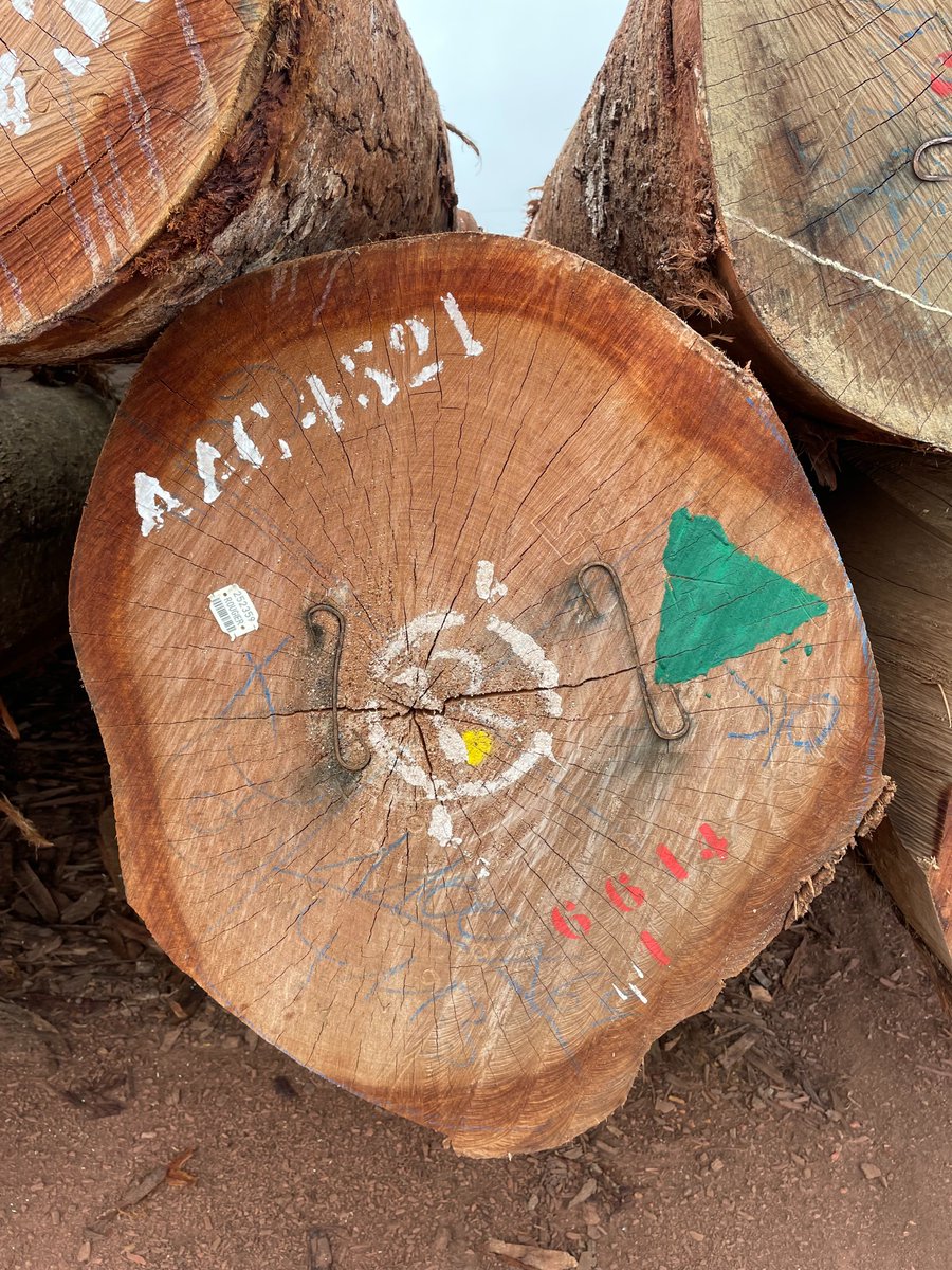 GroupeThebault's tweet image. Si leur route est parfois complexe, nos panneaux Okoumé TeboPly ont un niveau de 𝘁𝗿𝗮𝗰̧𝗮𝗯𝗶𝗹𝗶𝘁𝗲́ total depuis leur origine en forêt !
Nos clients sont venu remonter les pistes en forêts et constater les mesures garantissant une exploitation forestière durable au Gabon.