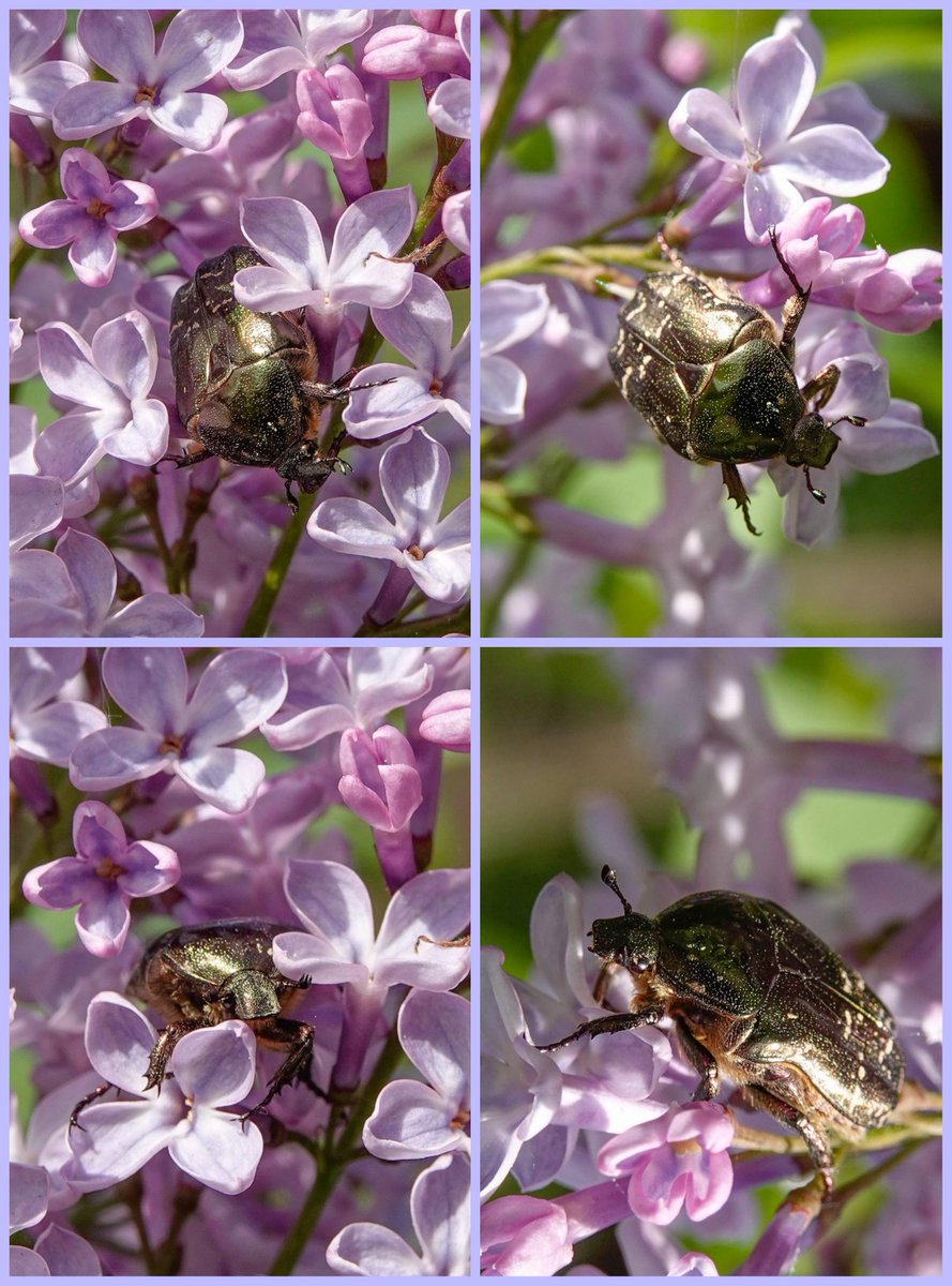 Goedemorgen! Ik dacht gisteren wat 'ruist daar door het struikgewas'! 😃 Is het de gedrukte gouden tor. Ik vind hem prachtig!🪳🧡🥰 Ik wens jullie een fijne dag ondanks de regen!🌧🙋‍♀️ #tuintweet #insect