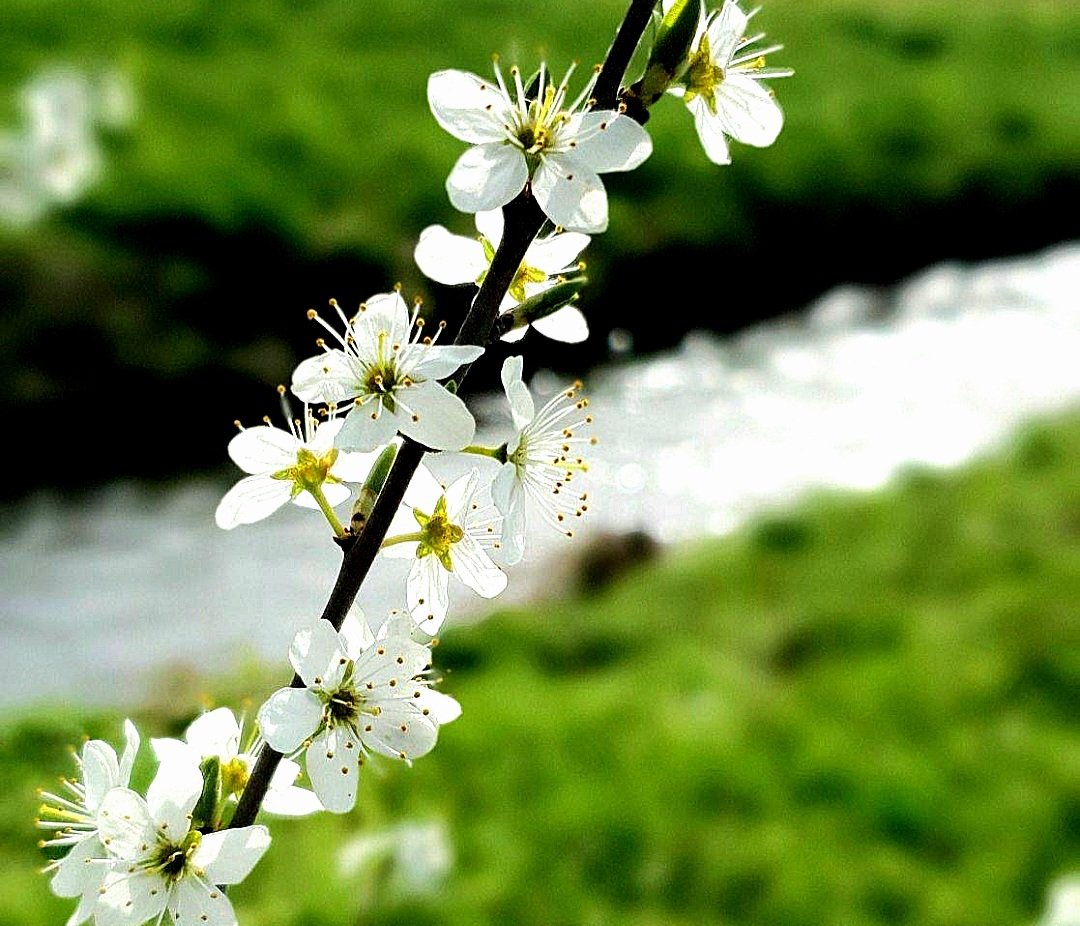 in Vergessenheit geraten - alte deutsche #Volkslieder 

'Nun will der Lenz uns grüßen,
von Mittag weht es lau;
aus allen Wiesen sprießen,
die Blumen rot und blau.
Draus wob die braune Heide
sich ein Gewand gar fein
und lädt im Festagskleide
zum Maientanze ein.'