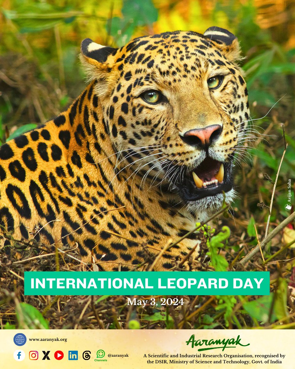 This #InternationalLeopardDay, lets acknowledge the importance of various leopard species that inhabit our planet. #LeopardDay #leopard #catfamily #wildlife #nature