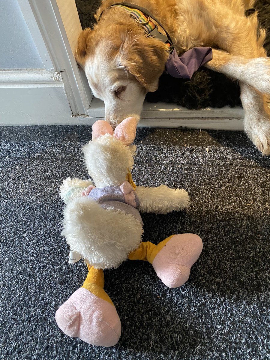 Isky dropped his stuffie on his way outside He couldn’t have positioned it better if he tried 🤣🤣 #StrategicallyPlacedStuffie