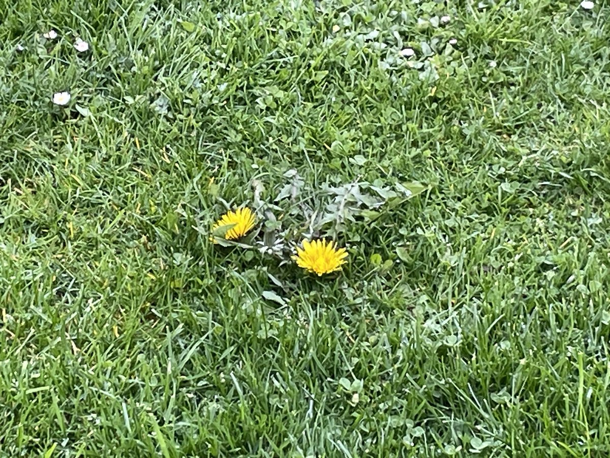First dandelions here in NE Scotland! So beautiful. Who decided that they were weeds? Lovely to see the dandelions and daisies start to appear. What are your favourite wild flowers? #fridayvibes #dandelions