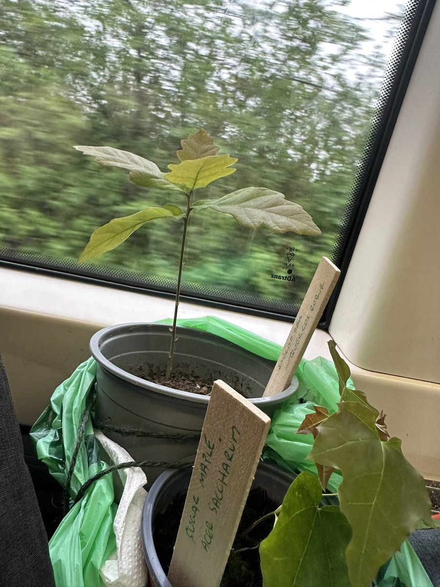 Some of you may recall I started a project I affectionately called ‘Operation Guerrilla Forestry’

Well, the first two passengers are on their way to their new homes this morning! 😁 

#Garden #Gardening #Gardener #Sustainability #Fruit #Veg #FruitandVeg #Vegetables #tree #trees