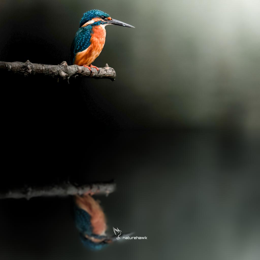 Be like water, my friend...

@NikonEurope Z6 & 500mm pf f5.6 

#BirdsOfTwitter #Kingfisher @UKNikon