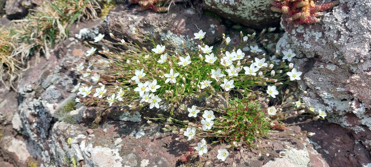 The magnificent Spring sandwort, on a very high cliff at St Abbs, as I cling on with my teeth for a quick picture. A first for A Baird in 1829 in Berwickshire.