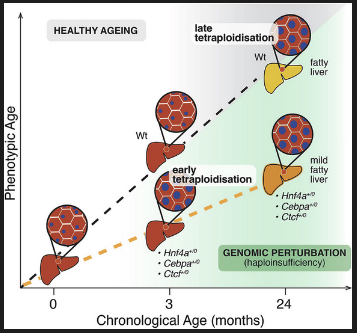 A great paper from @celia4science lab on the role of polyploidy in modulating gene regulatory networks in hepatocytes during ageing. Also a great user of our #Genomics core! Congratulations! Polyploidisation pleiotropically buffers ageing in hepatocytes sciencedirect.com/science/articl…