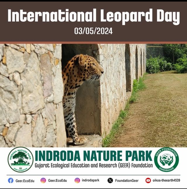 Leopards are one of the top predators for our ecosystem for maintaining balance. International Leopard Day aims to raise awareness about Leopard - listed as Vulnerable in IUCN Red list. GEER appeals to conserve the species and safeguard its habitats!